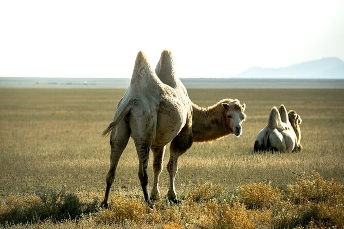 2 Days Private Kolsai Kaindy Lakes with Charyn Canyon Tour - What the private SUV and guide add