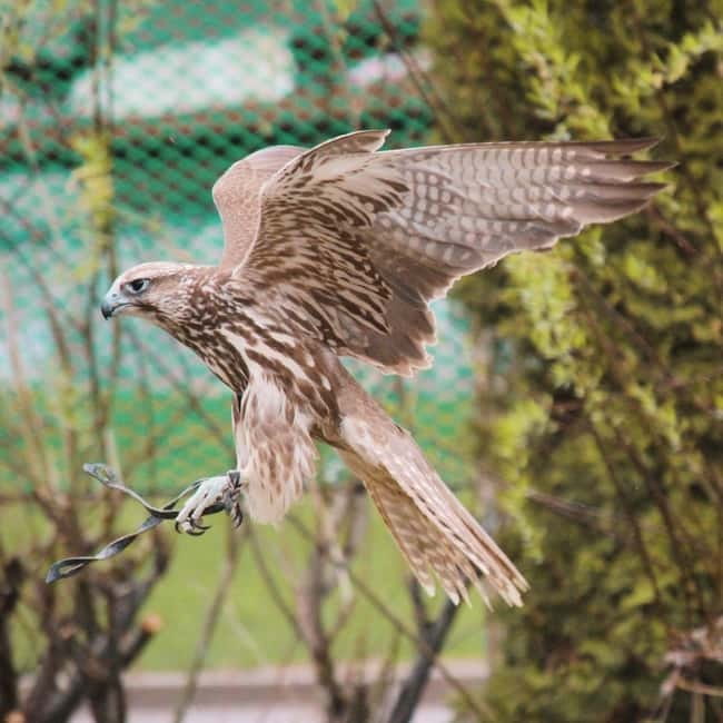 Almaty: Falconry show and Big Almaty Gorge - Guide quality and the human side of the trip