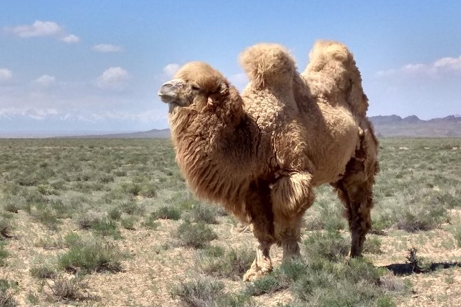 Private Day Tour to the Land of Canyons-UNESCO-of Kazakhstan - Why This Private Almaty Day Trip Takes All Day