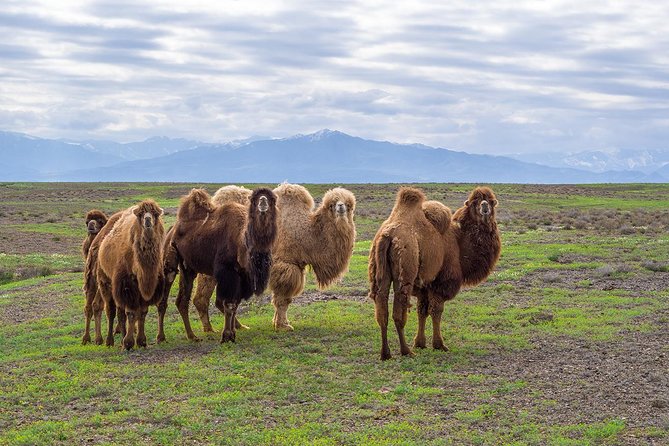 The Silk Road tour of Kazakhstan - Key points before you book